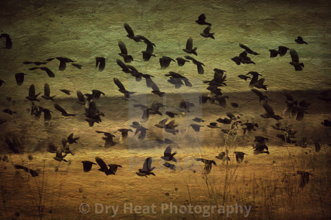 "Birds in flight" stock image