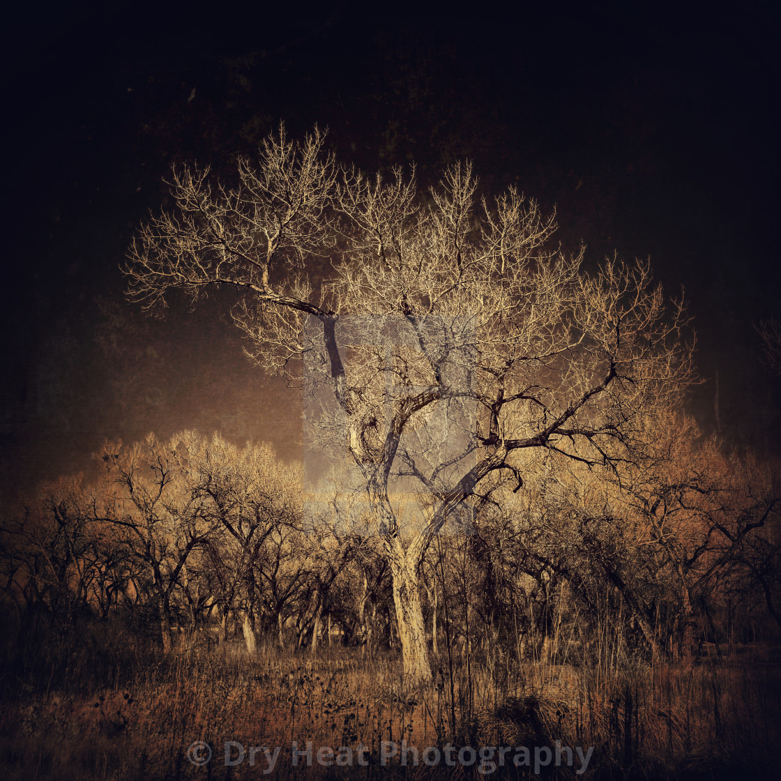 "Winter trees" stock image