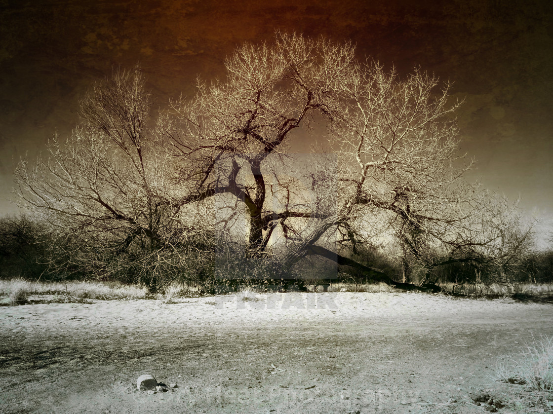 "Sprawling Cottonwood Tree" stock image