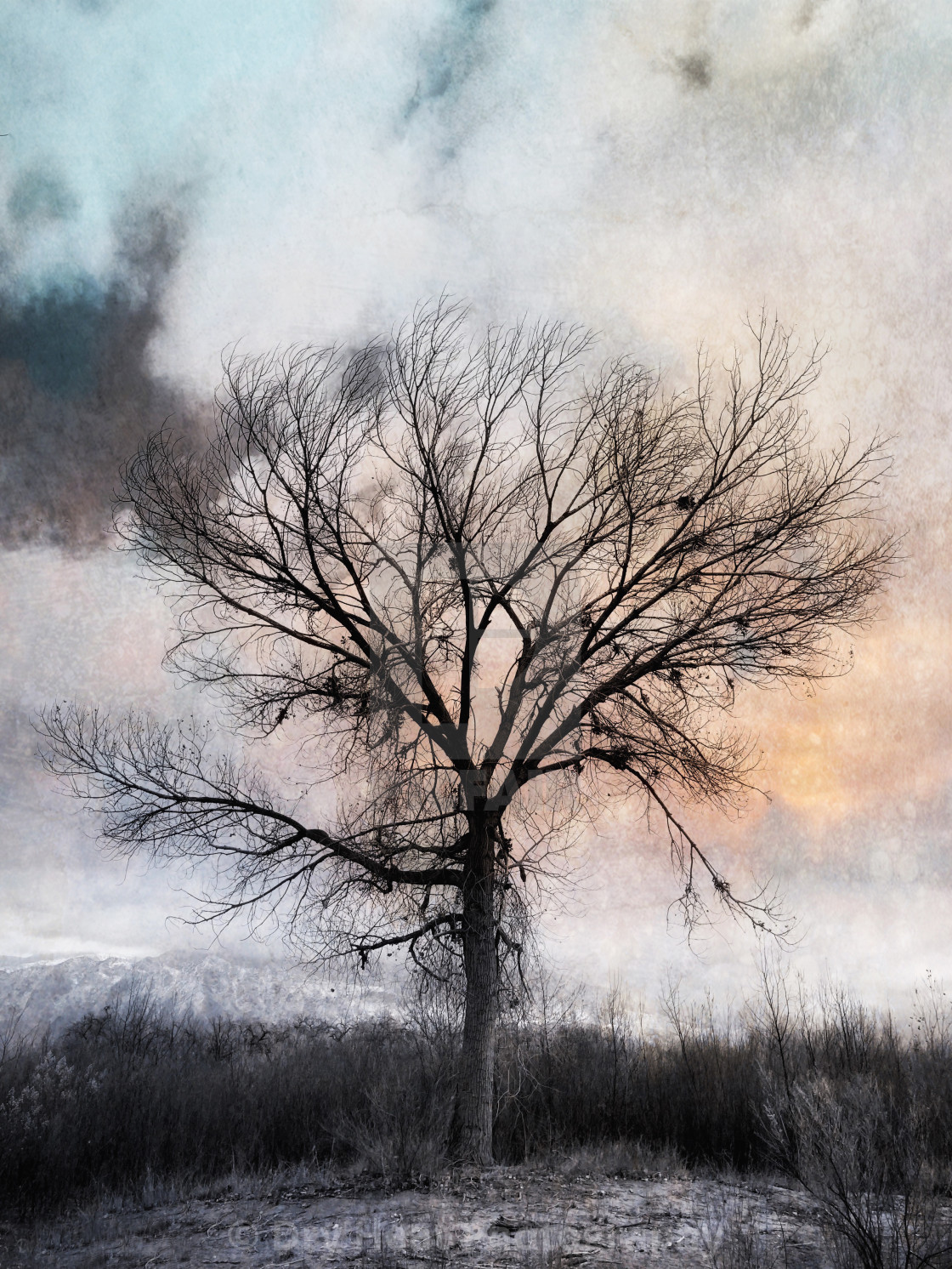 "Winter Tree" stock image