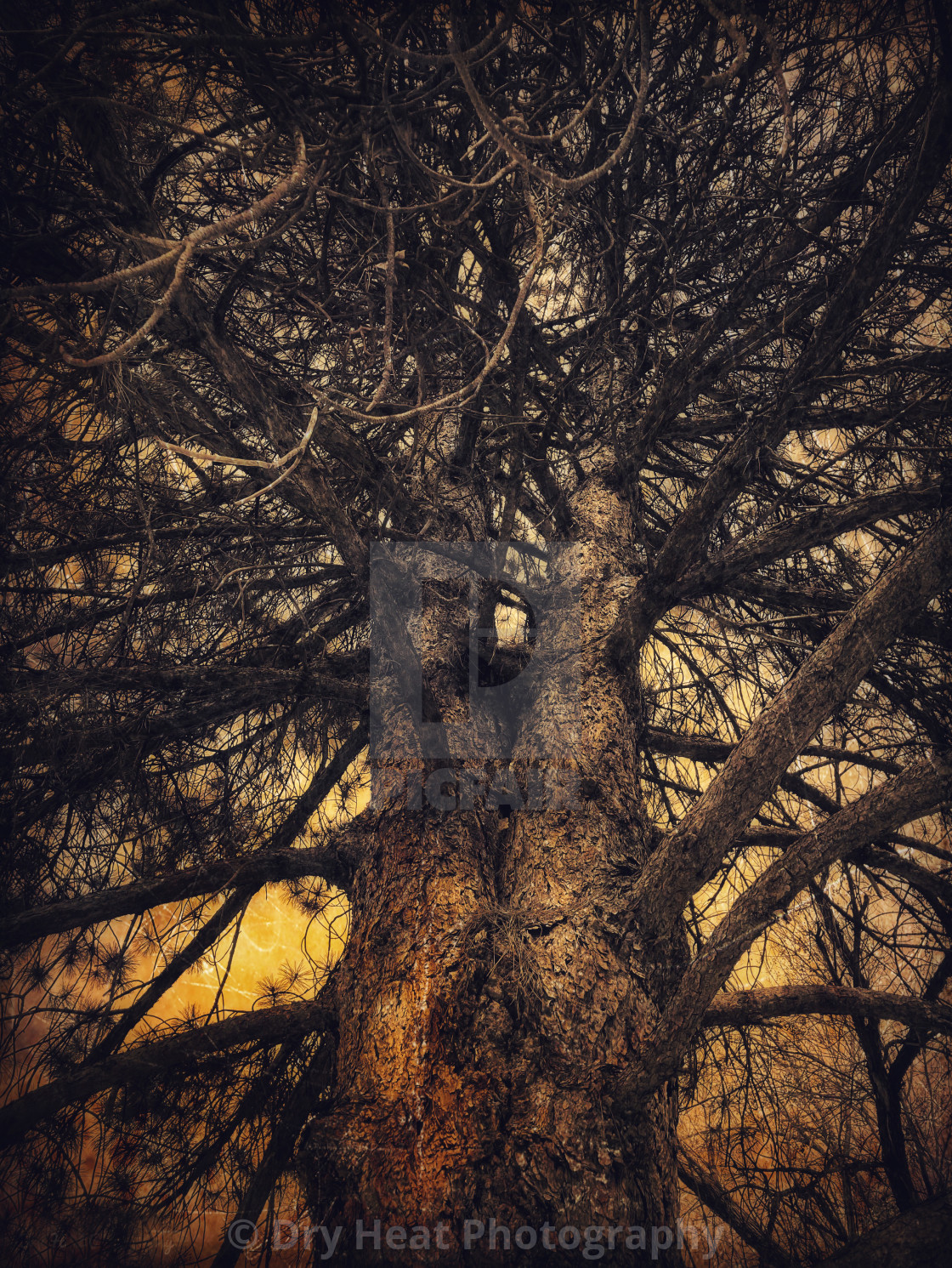 "Old Pine Tree" stock image