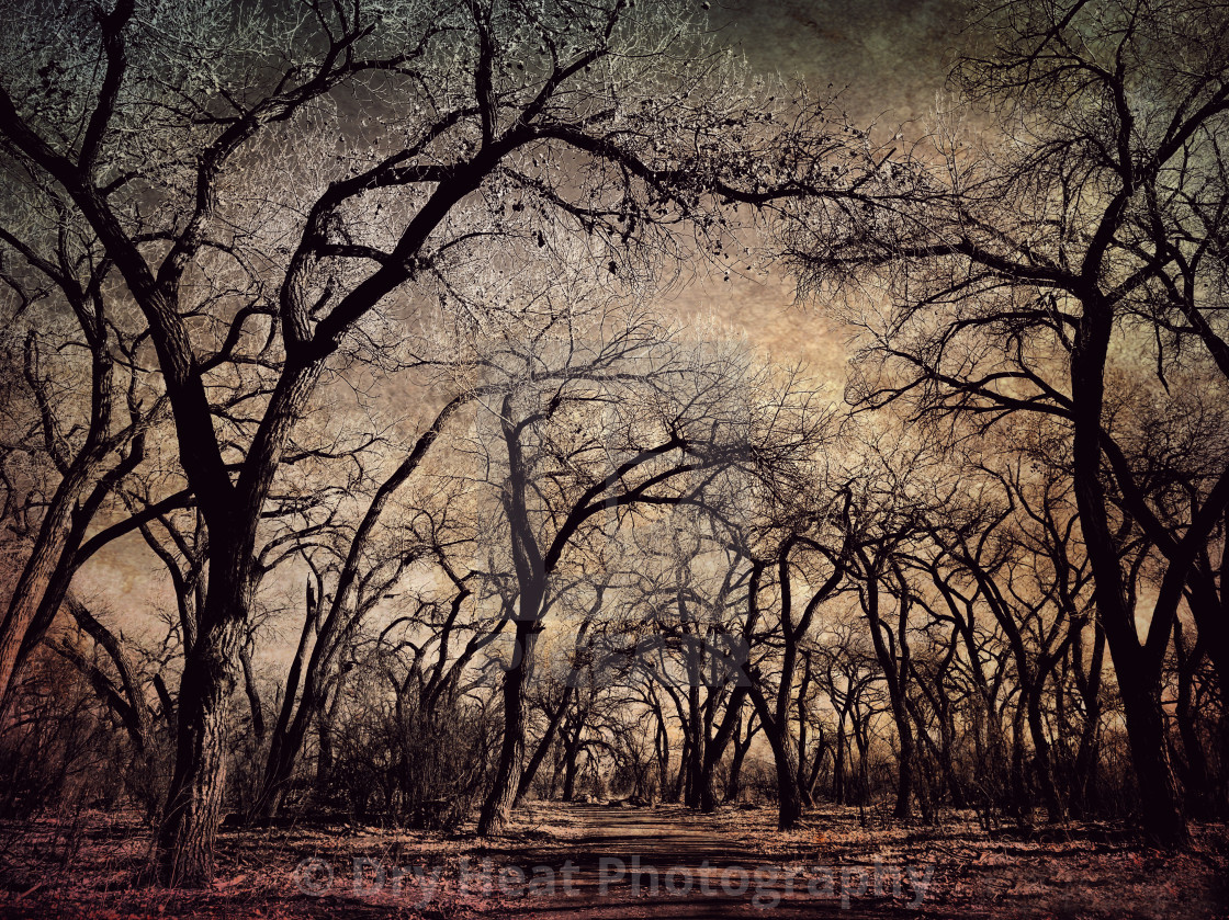 "Tree Tunnel" stock image