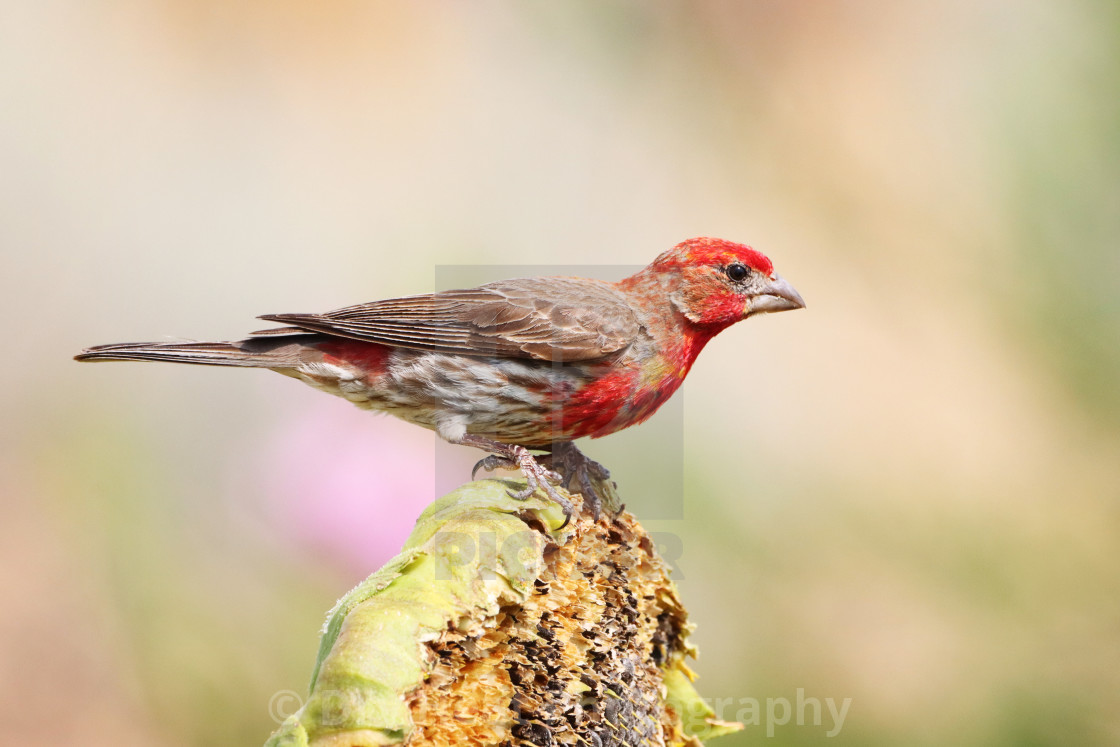 "House Finch" stock image