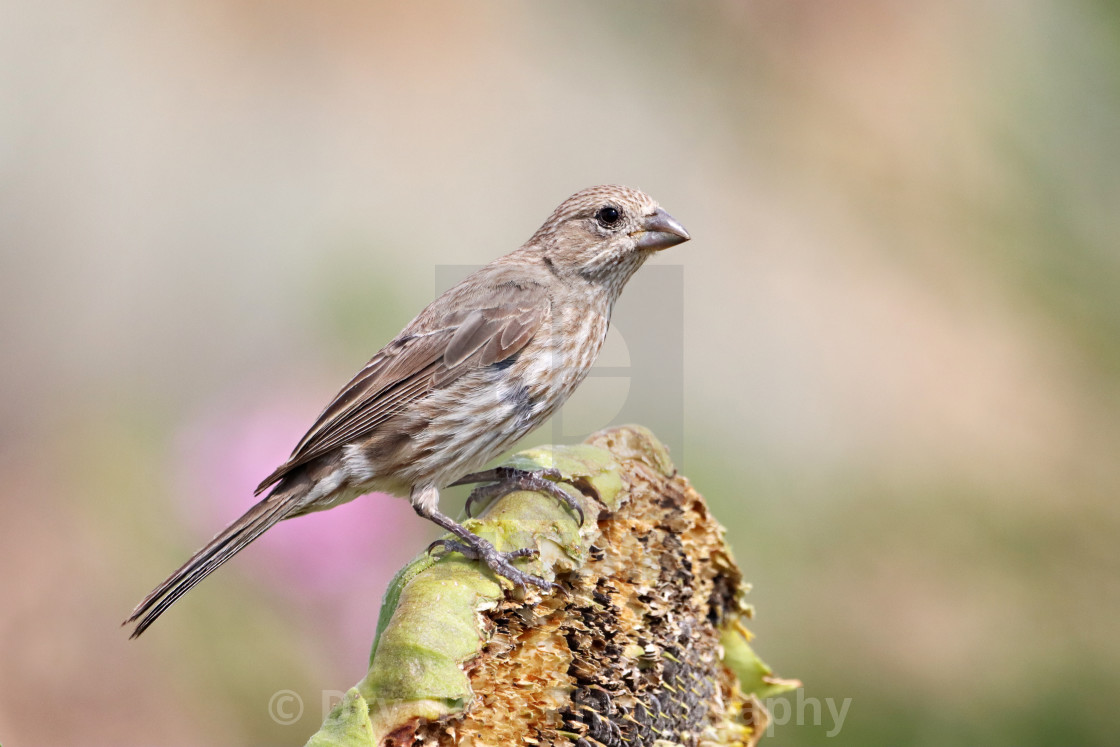 "House Finch" stock image