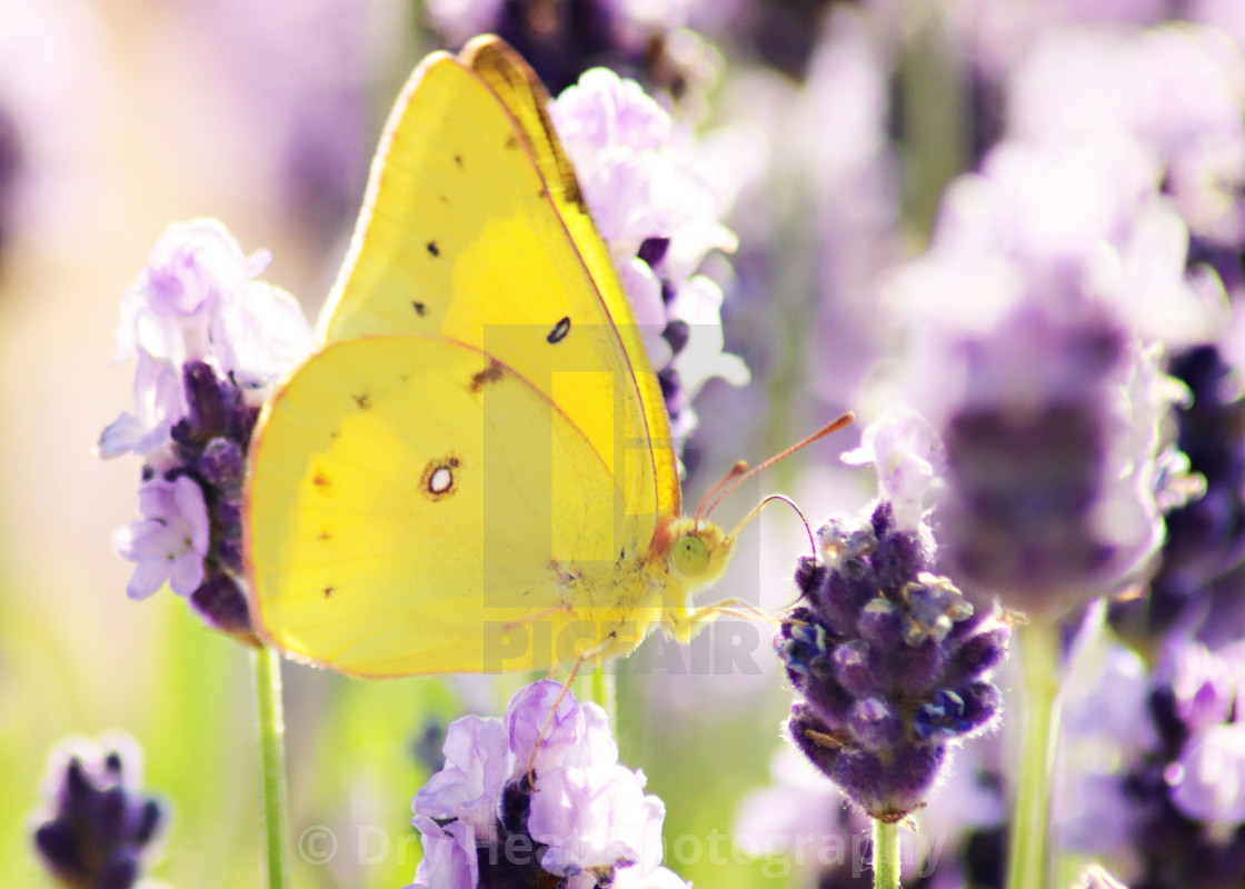 "Clouded Sulphur Butterfly" stock image