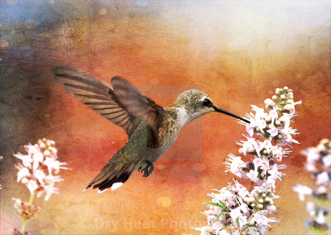 "Black-chinned Hummingbird" stock image