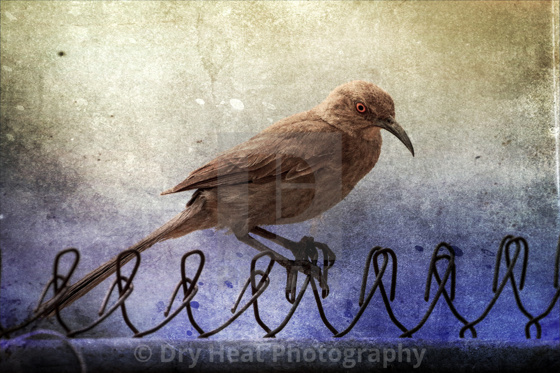 "Curve-billed Thrasher" stock image