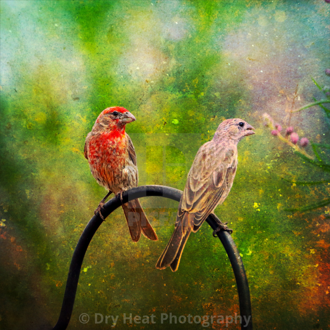 "House Finches" stock image