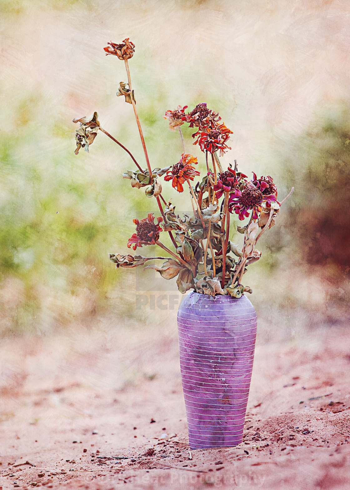 "Zinnias in a vase" stock image