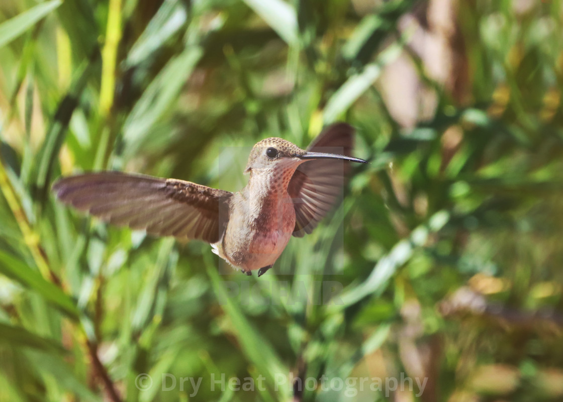 "Hummingbird in flight" stock image