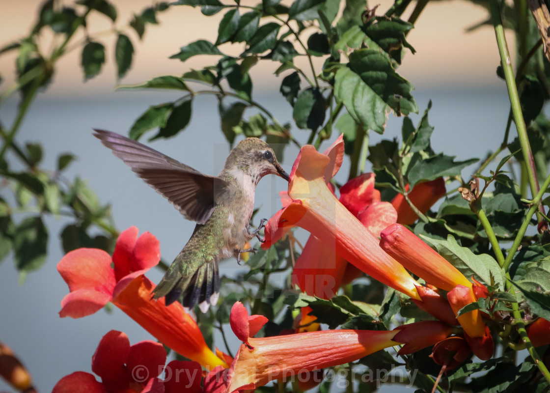 "Hummingbird feeding on a trumpet vine" stock image