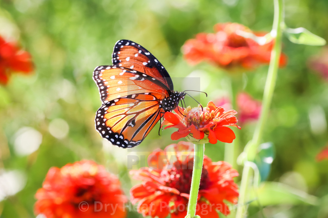 "Queen Butterfly feeding on zinnias" stock image
