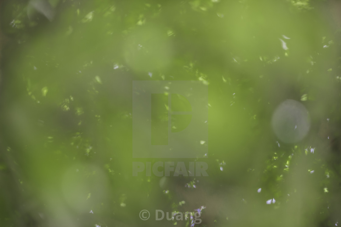 Bokeh Background With Full Color Beautiful Texture Of Effect With Green Leaf Nature Circle Colorful Pattern With Space Art License Download Or Print For 1 24 Photos Picfair