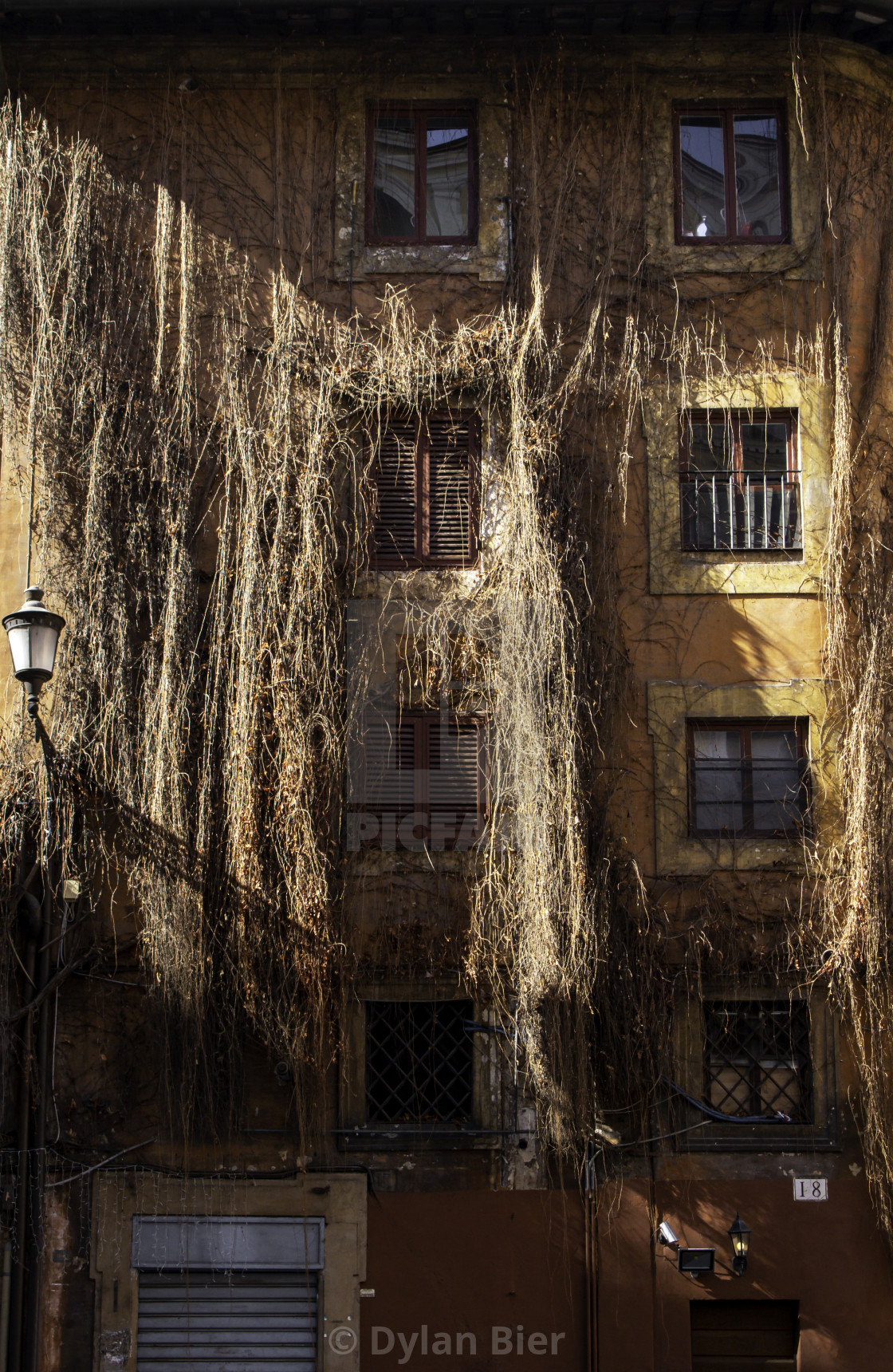 "Roman Wall Vines 2" stock image