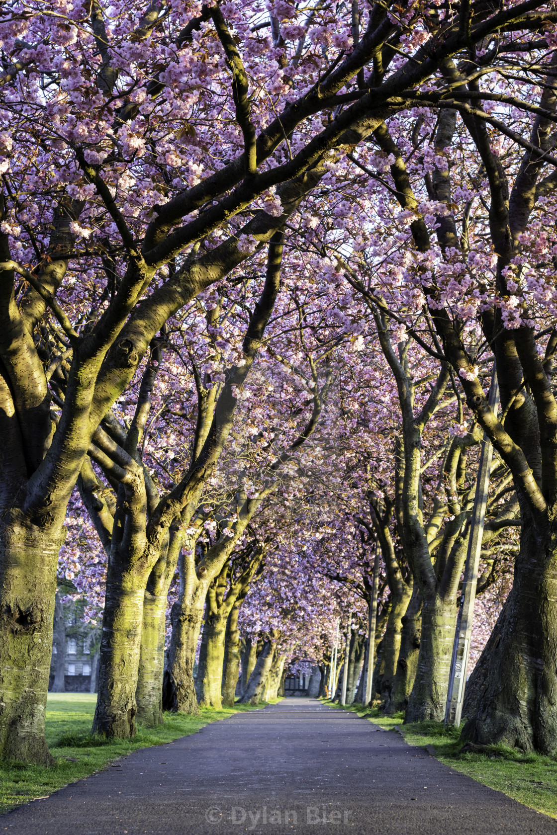 "Coronation Walk" stock image