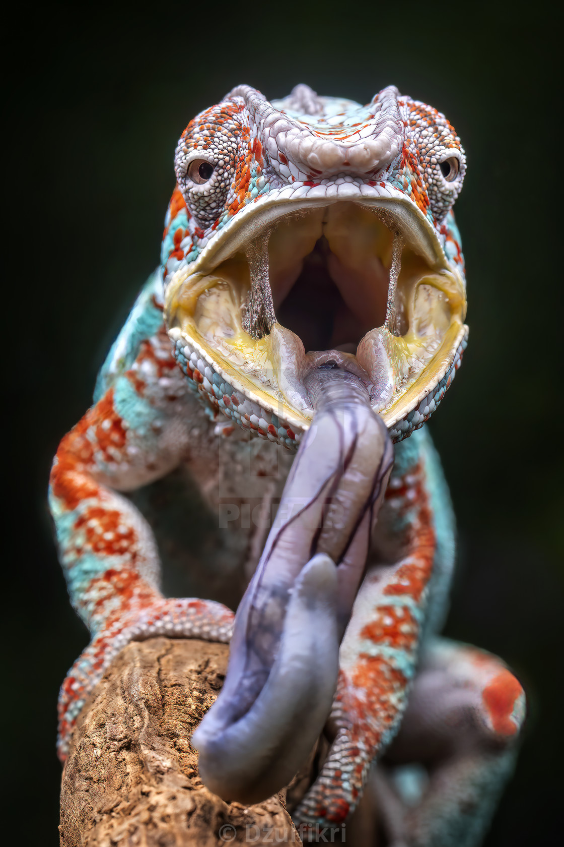 "This is my tongue, where is yours" stock image