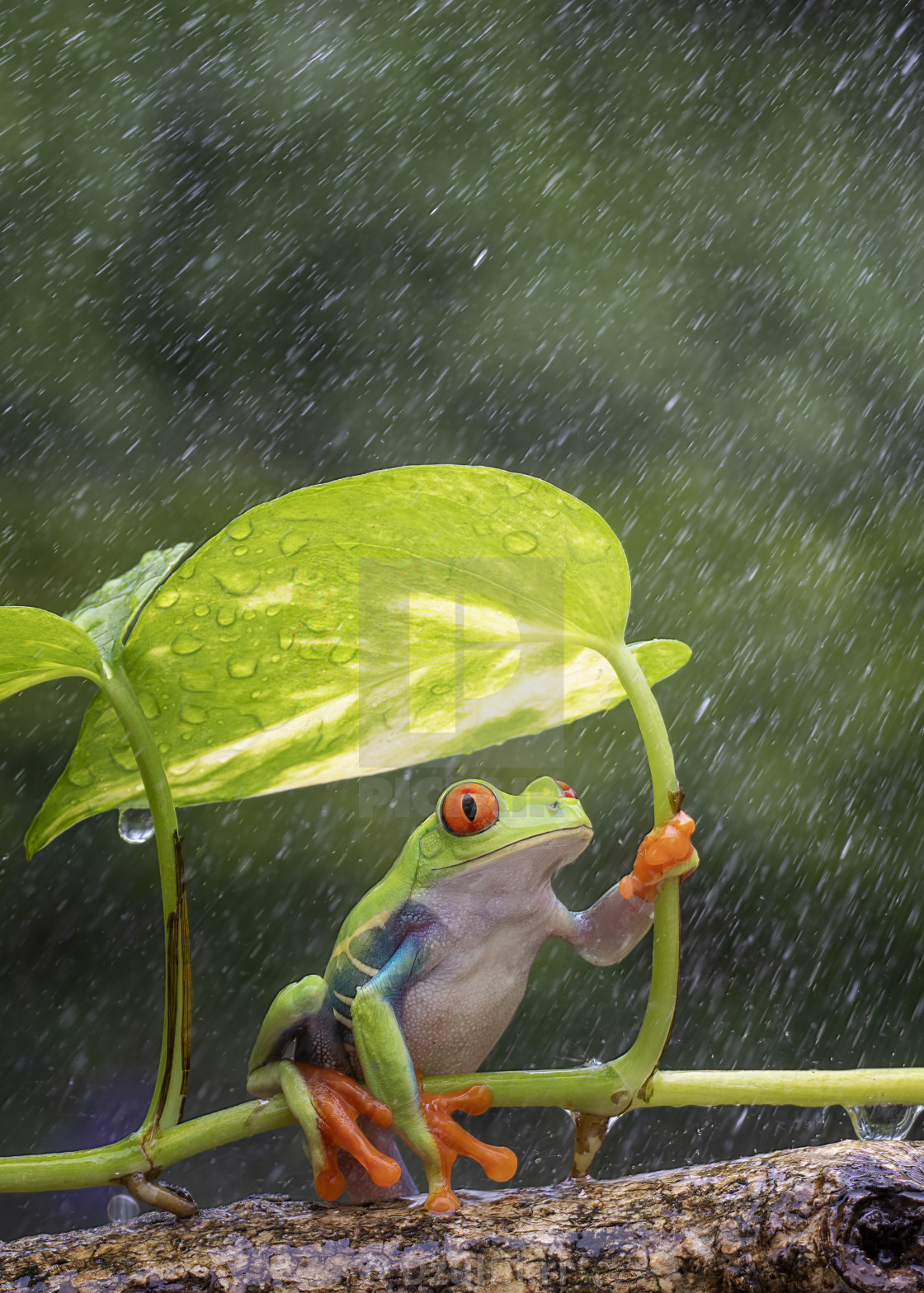 "Hiding from the rain" stock image