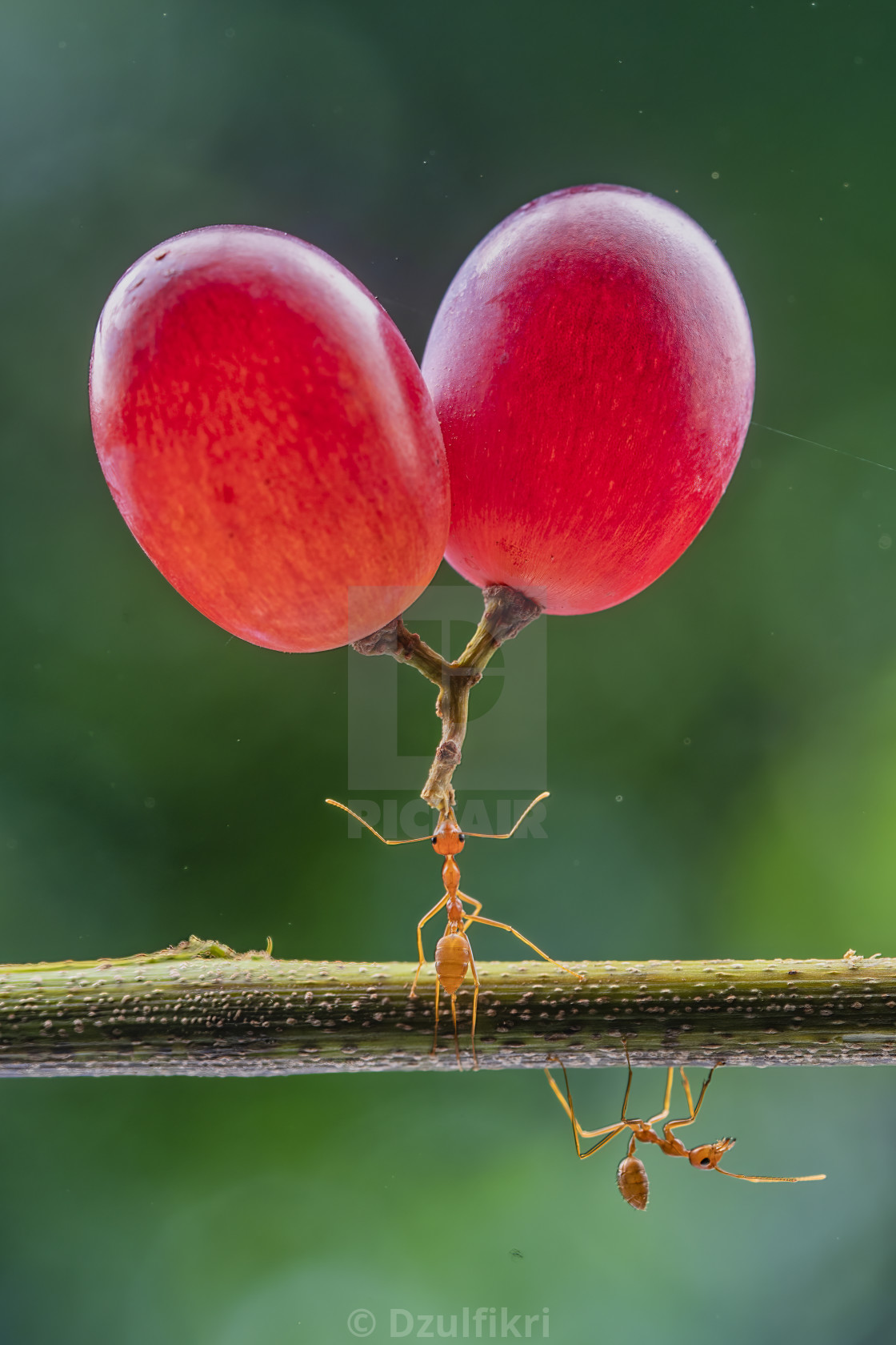 "Super Ants, Grape lifter" stock image