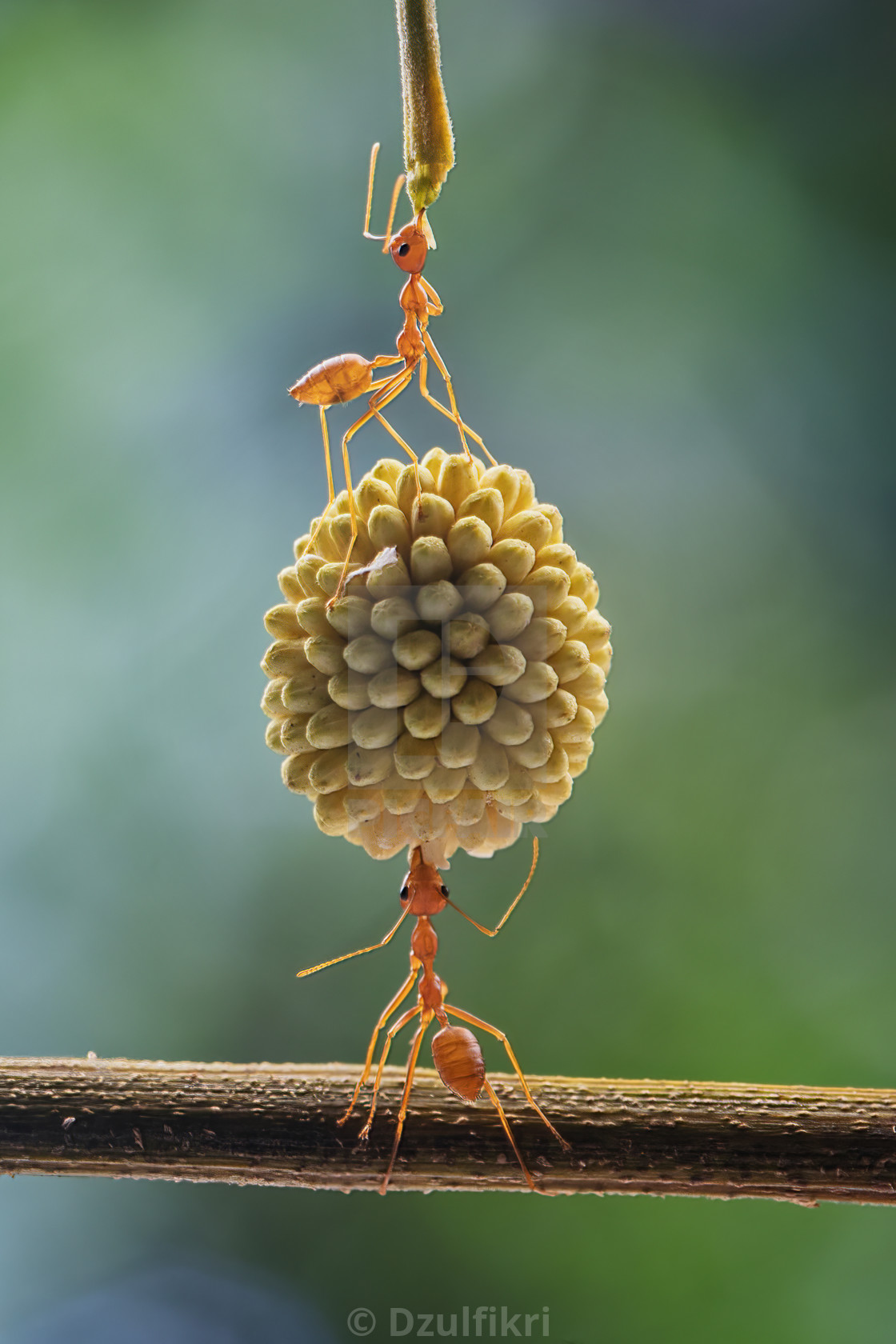 "Stacked ants on wild cherry grass fruit" stock image