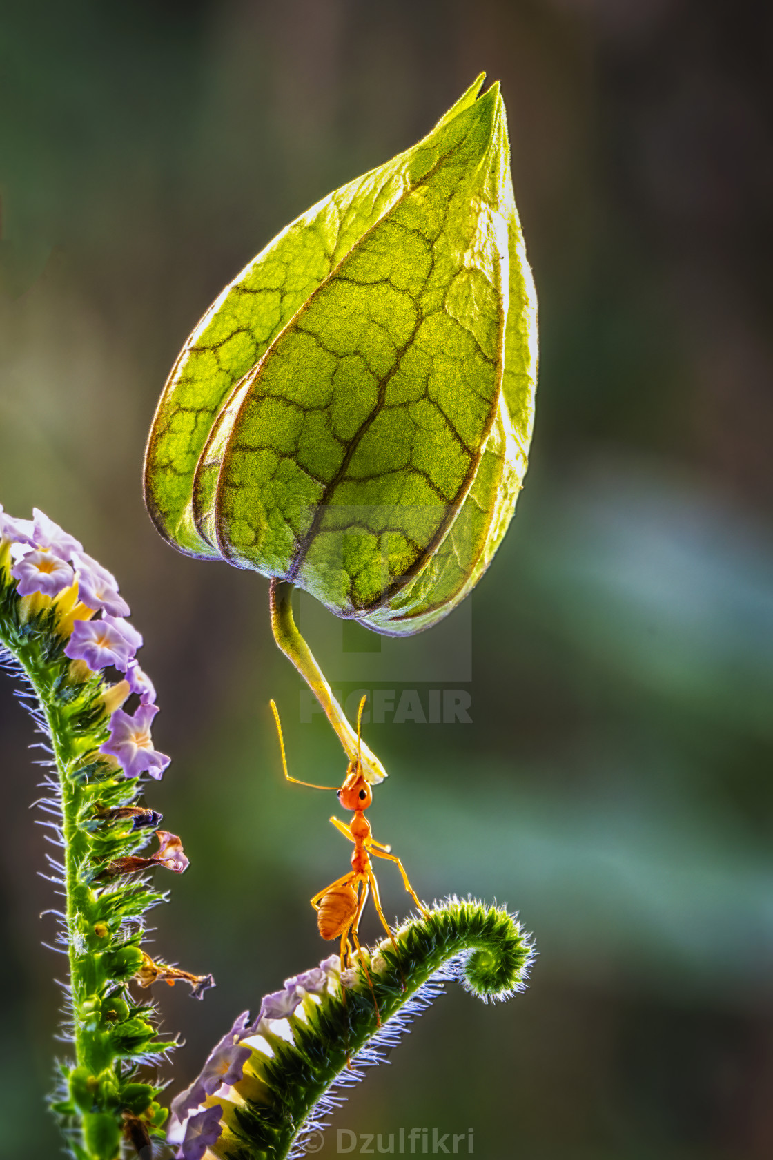 "Ant with golden berry" stock image