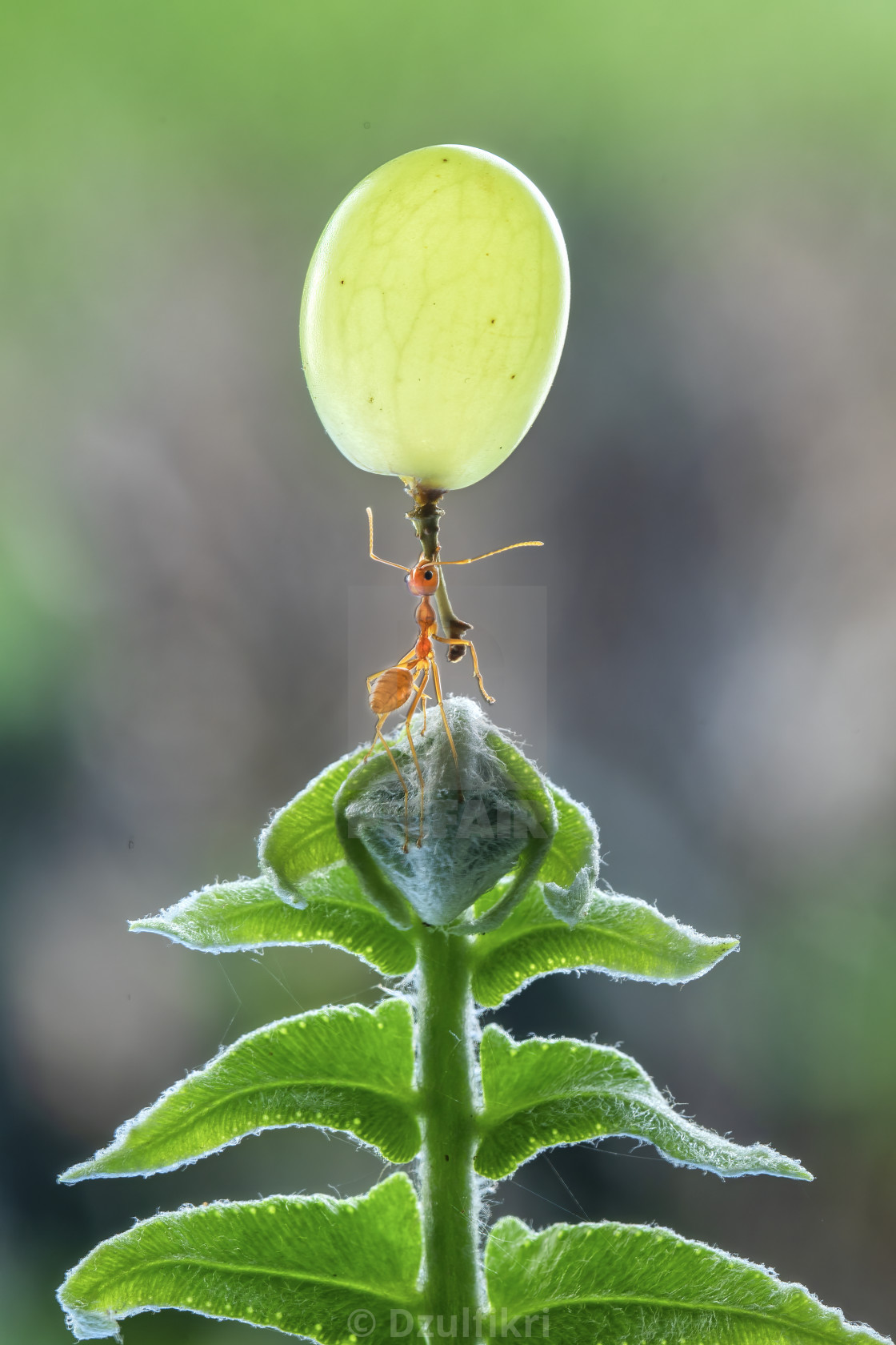 "X=Mas Tree Ant" stock image