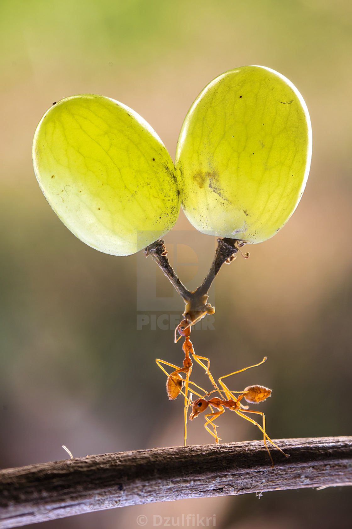 "Team work ants" stock image