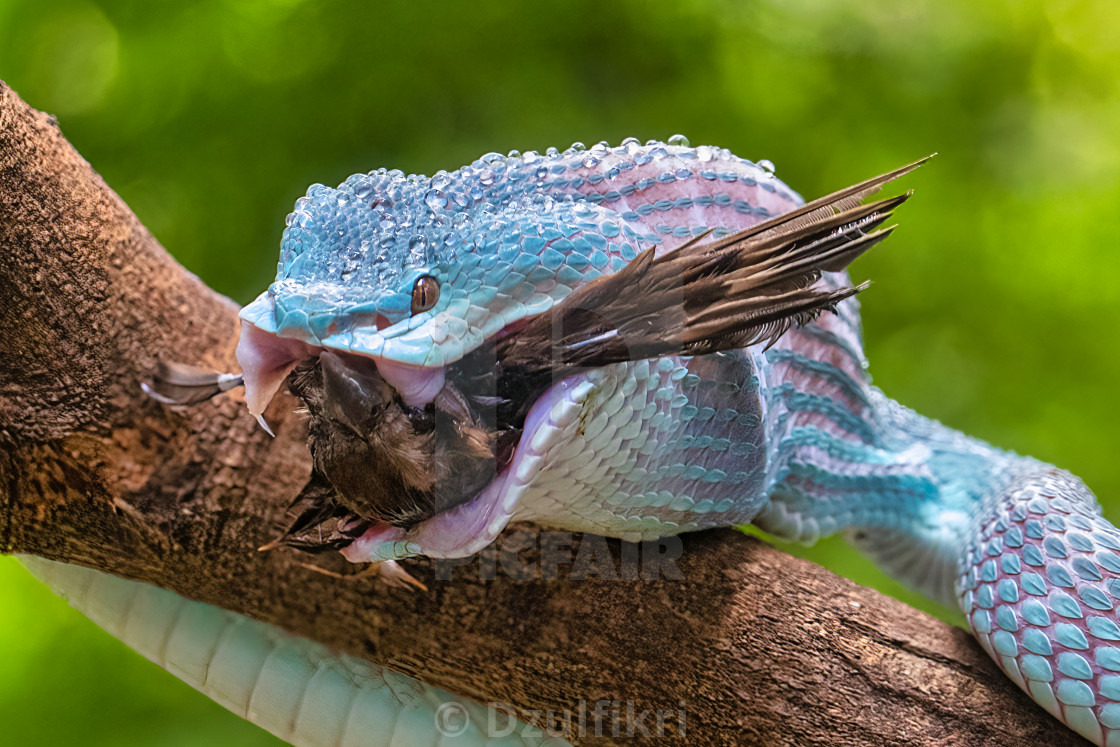 "Blue Viper with the prey" stock image