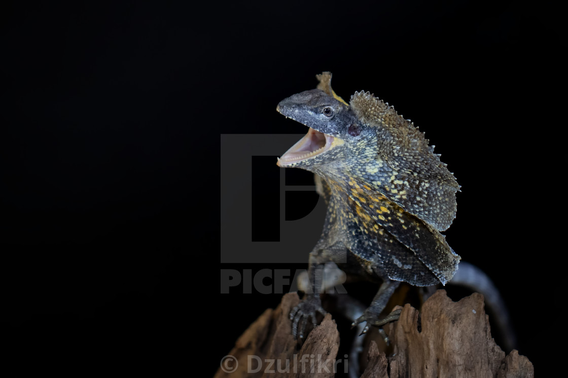 "frilled lizard open his frill" stock image