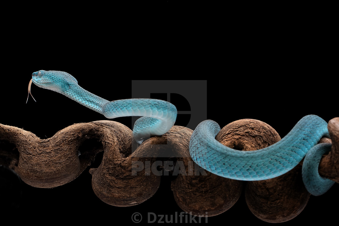 "Blue Viper snake" stock image