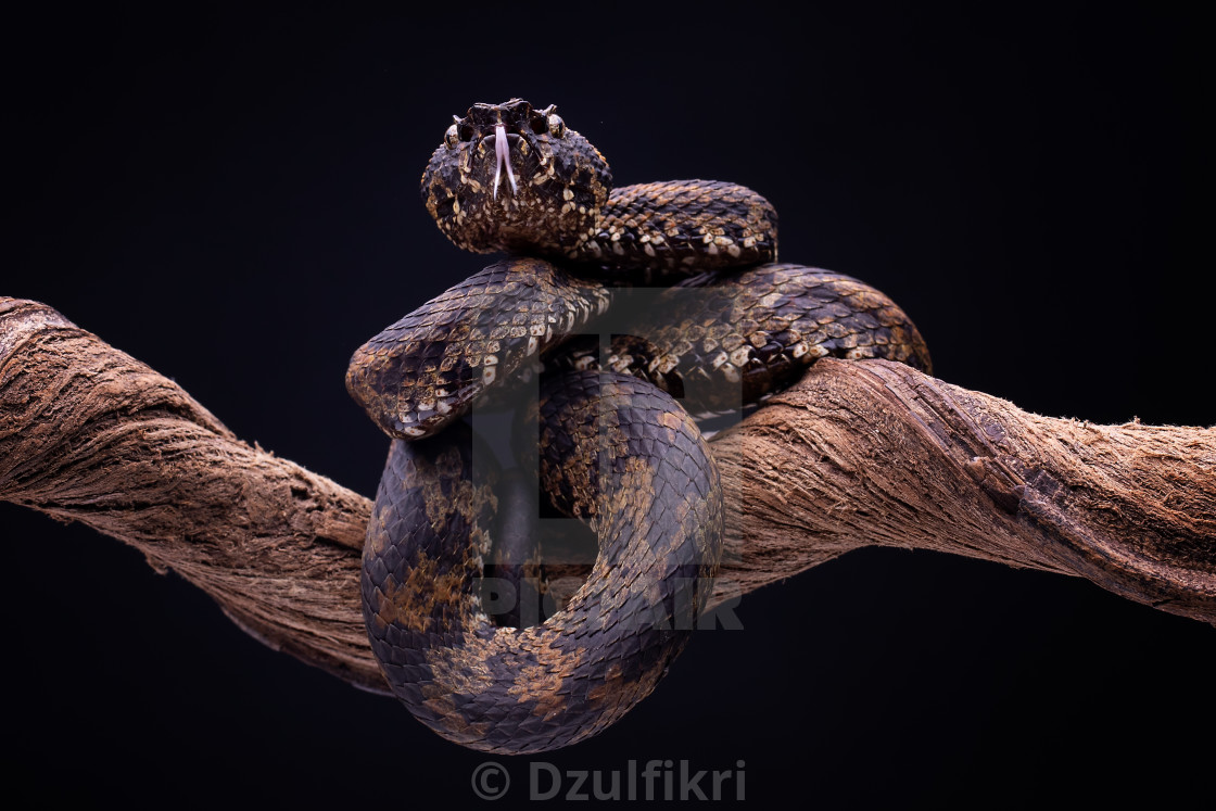 "Brown snake" stock image