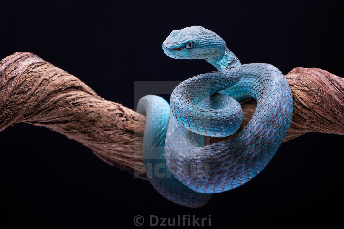 "Blue Viper snake" stock image