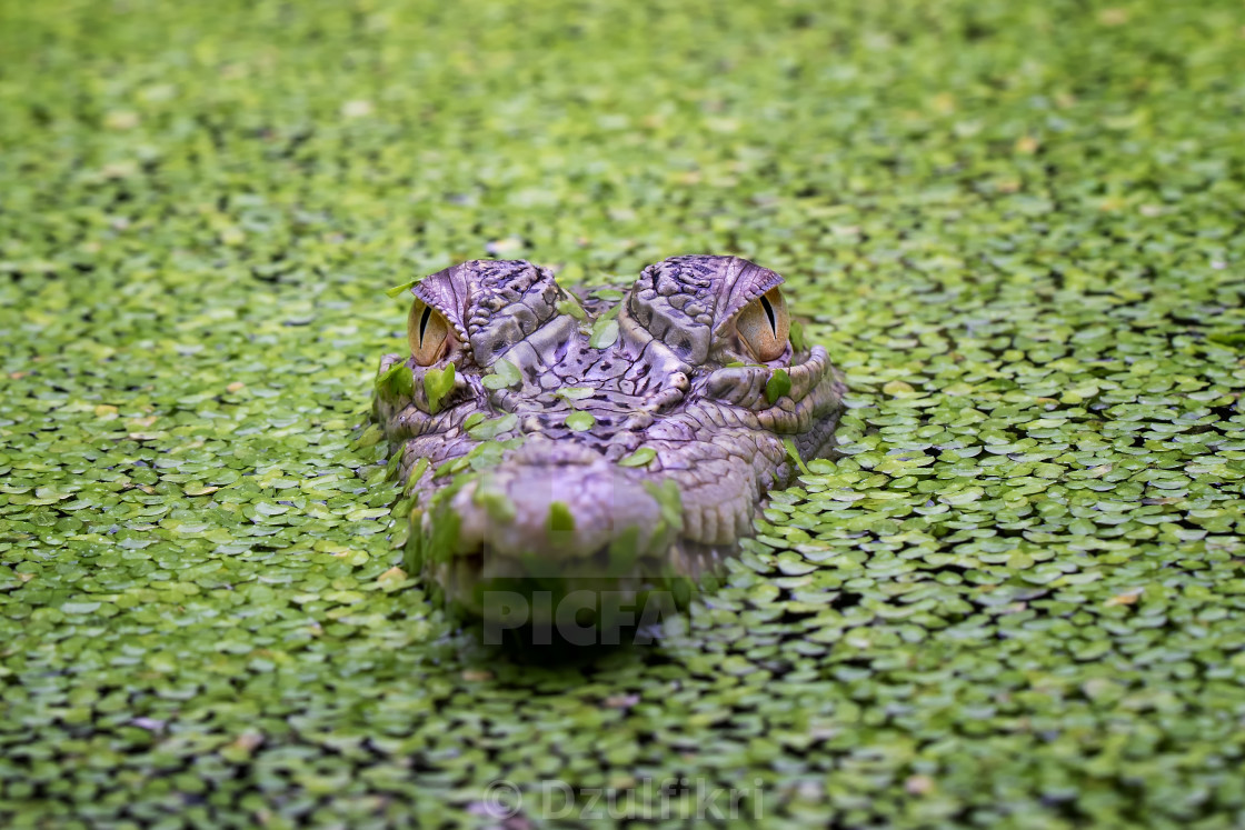 "Crocodile emerged" stock image