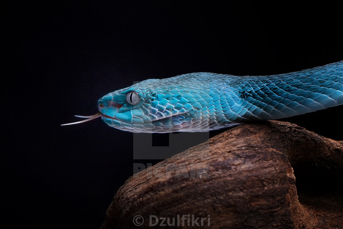 "Blue Viper" stock image