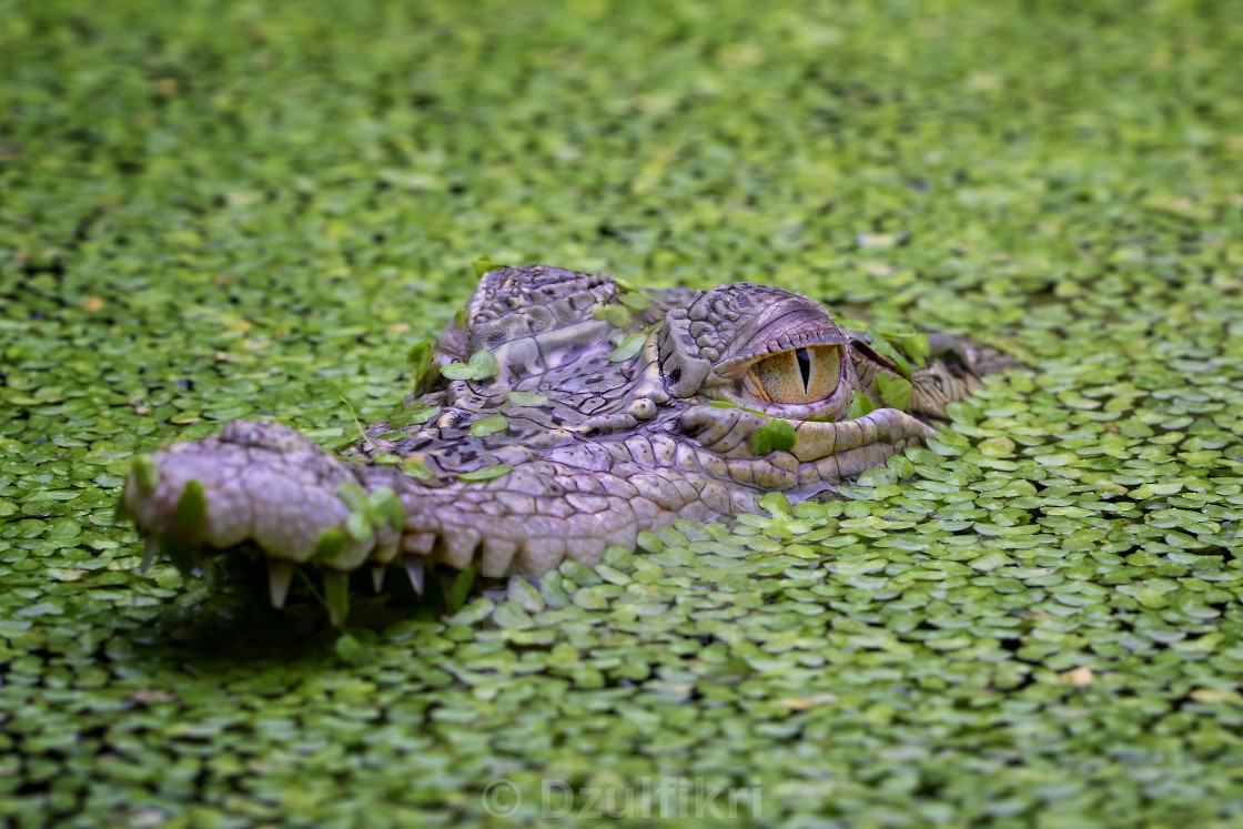 "Crocodile emerged" stock image