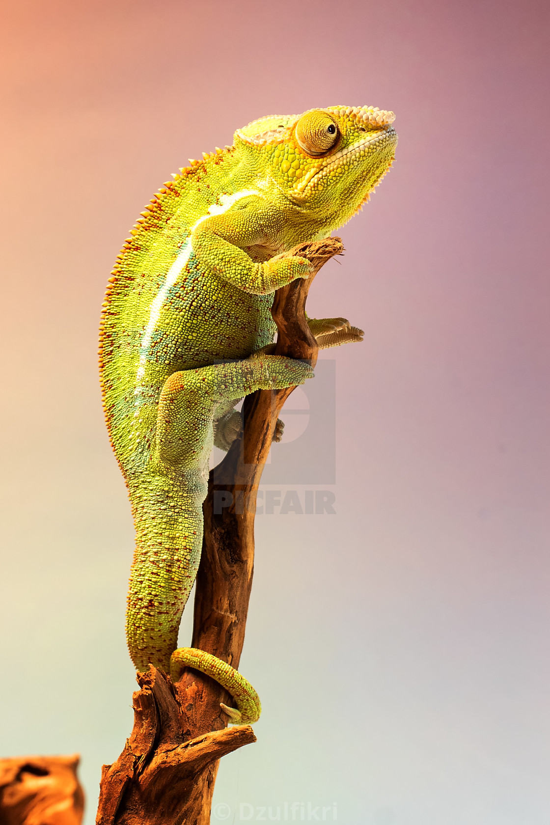 "Chameleon" stock image