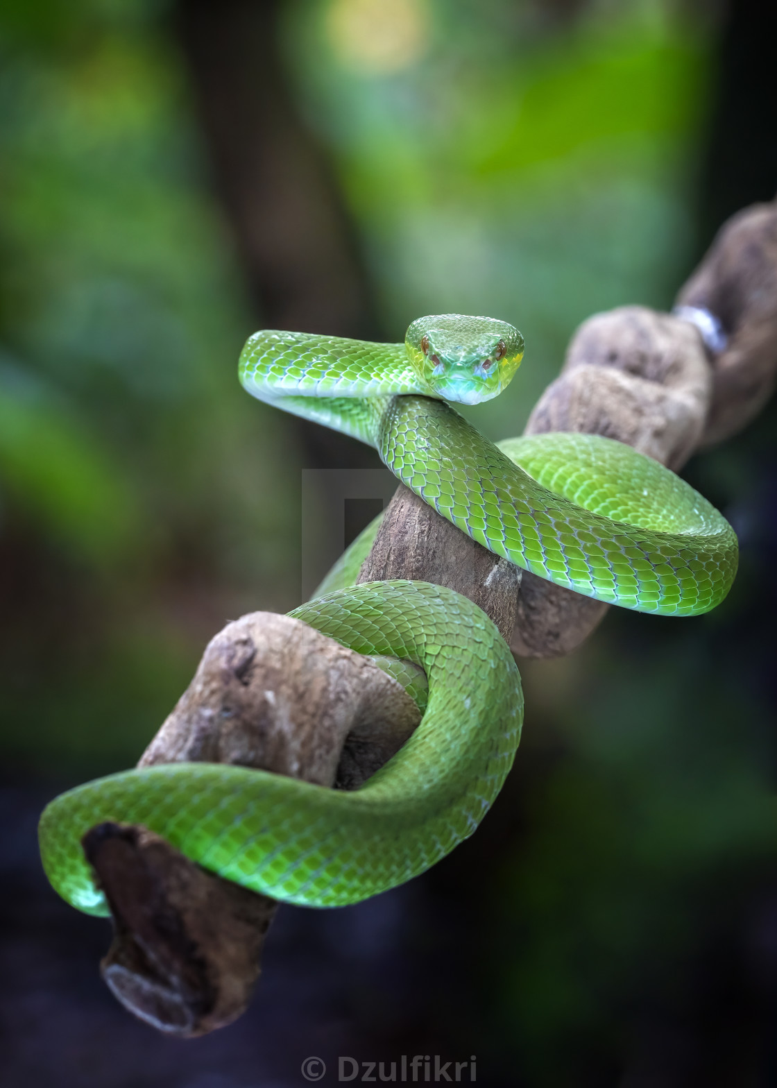 "Green Viper Snake" stock image