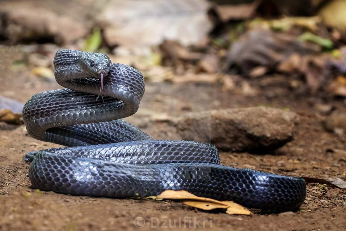 "Black Snake on strake position" stock image