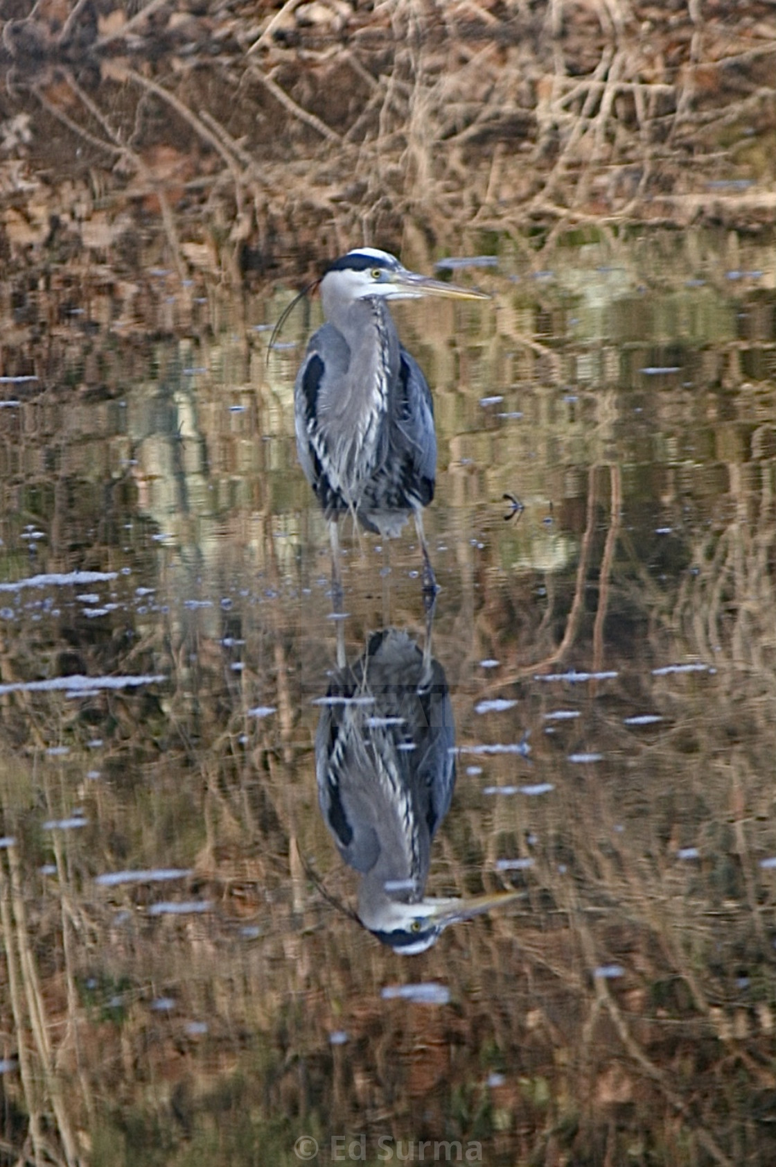 "Heron Reflecting 1" stock image