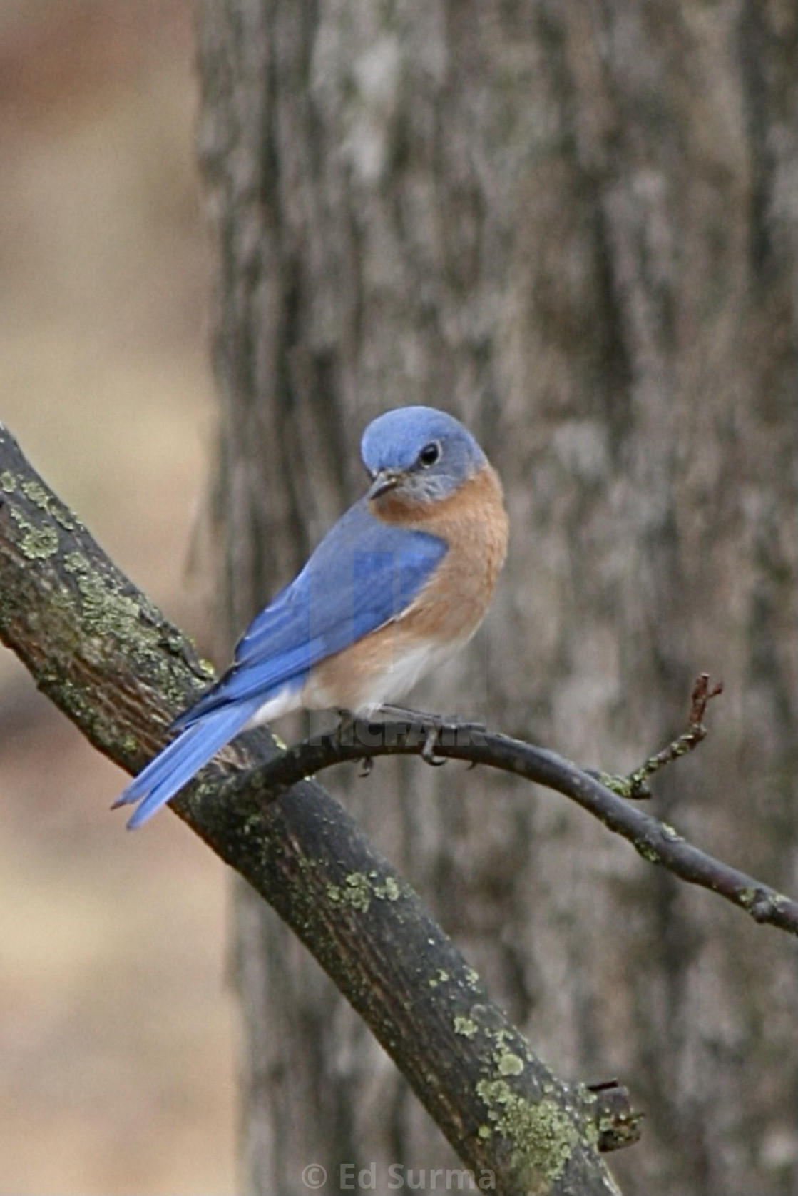 "Eastern Bluebird" stock image