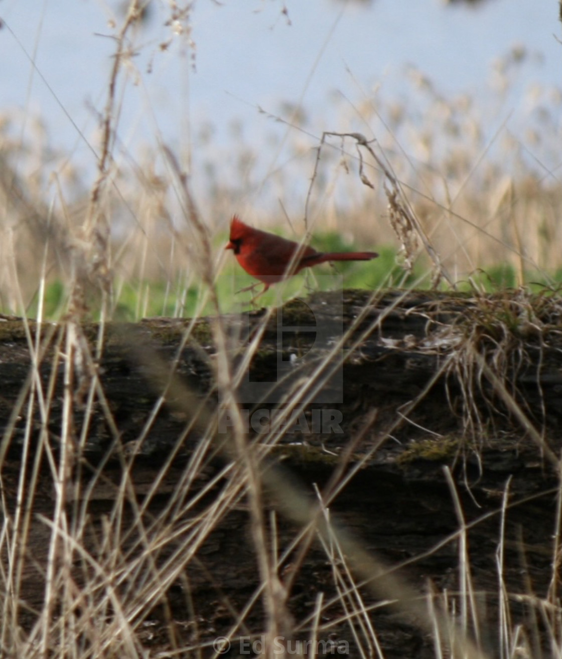 "Hopping Cardinal" stock image