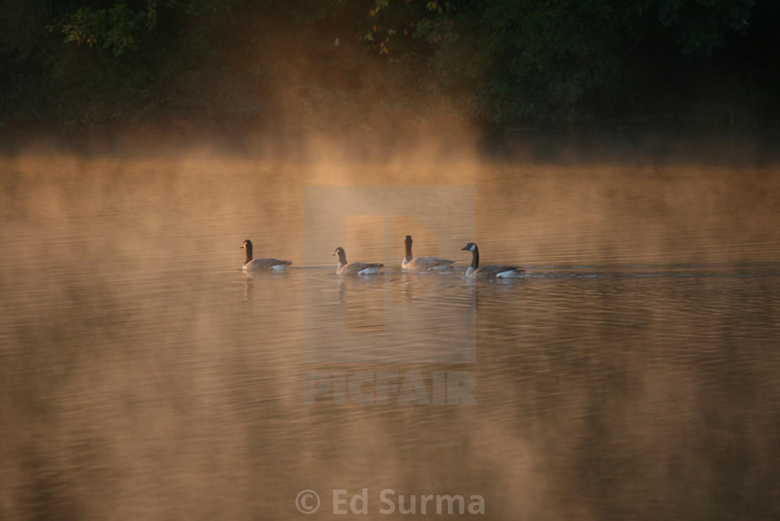 "Geese at Dawn" stock image