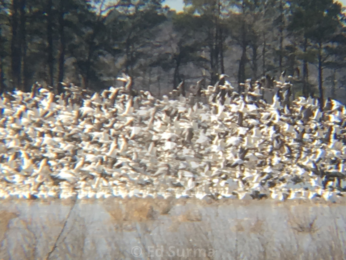 "Snow Goose Eruption!" stock image