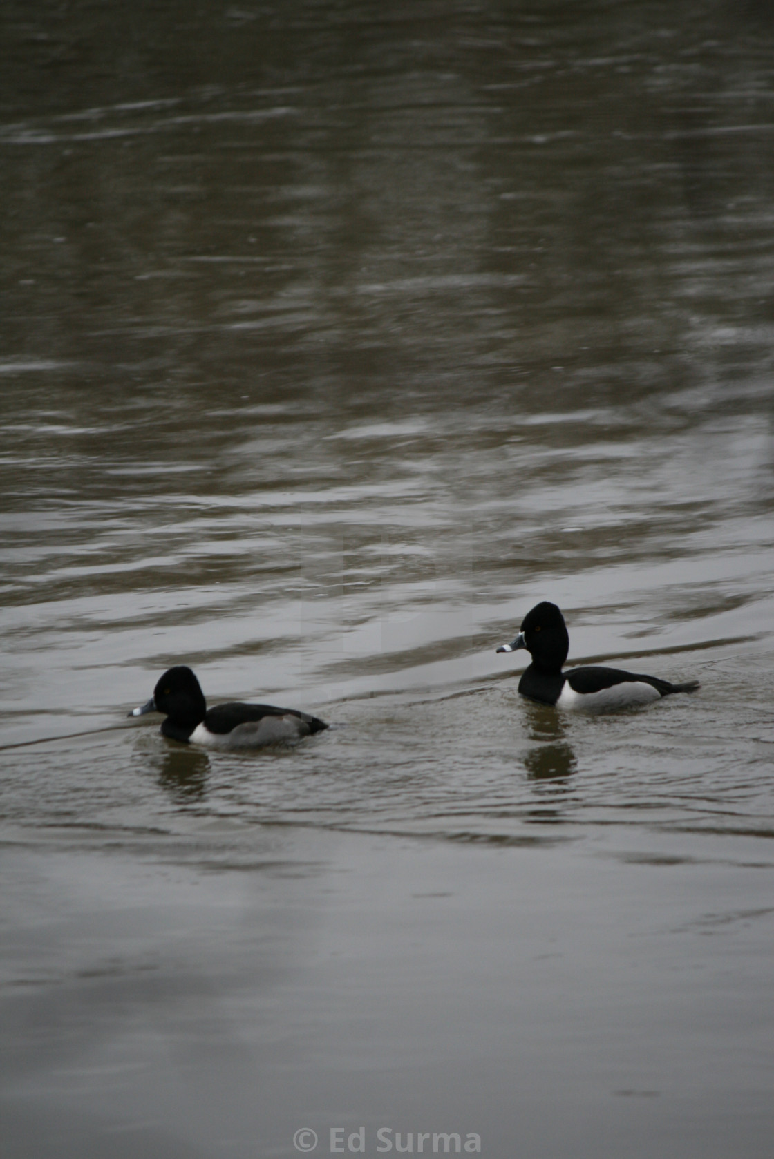 "Ring Necks on the Potomac" stock image