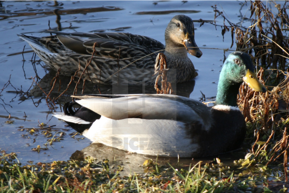 "Mallards on Lake Ashburn" stock image