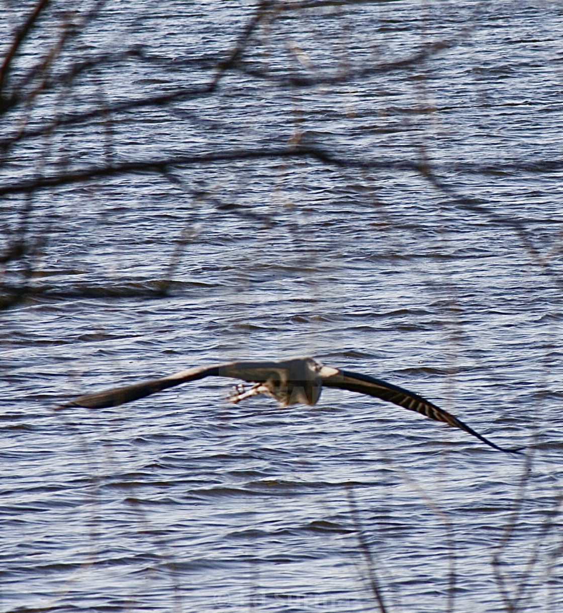 "Heron in Flight" stock image