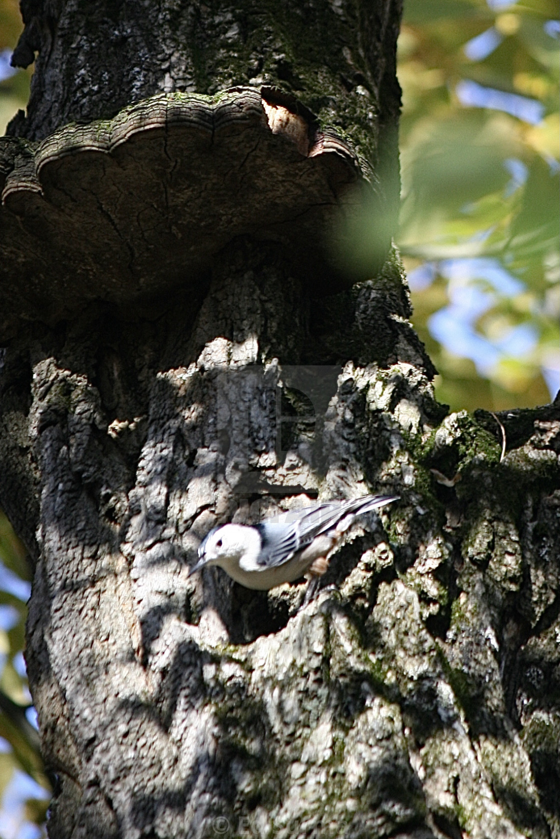 "White-Breasted Nuthatch" stock image