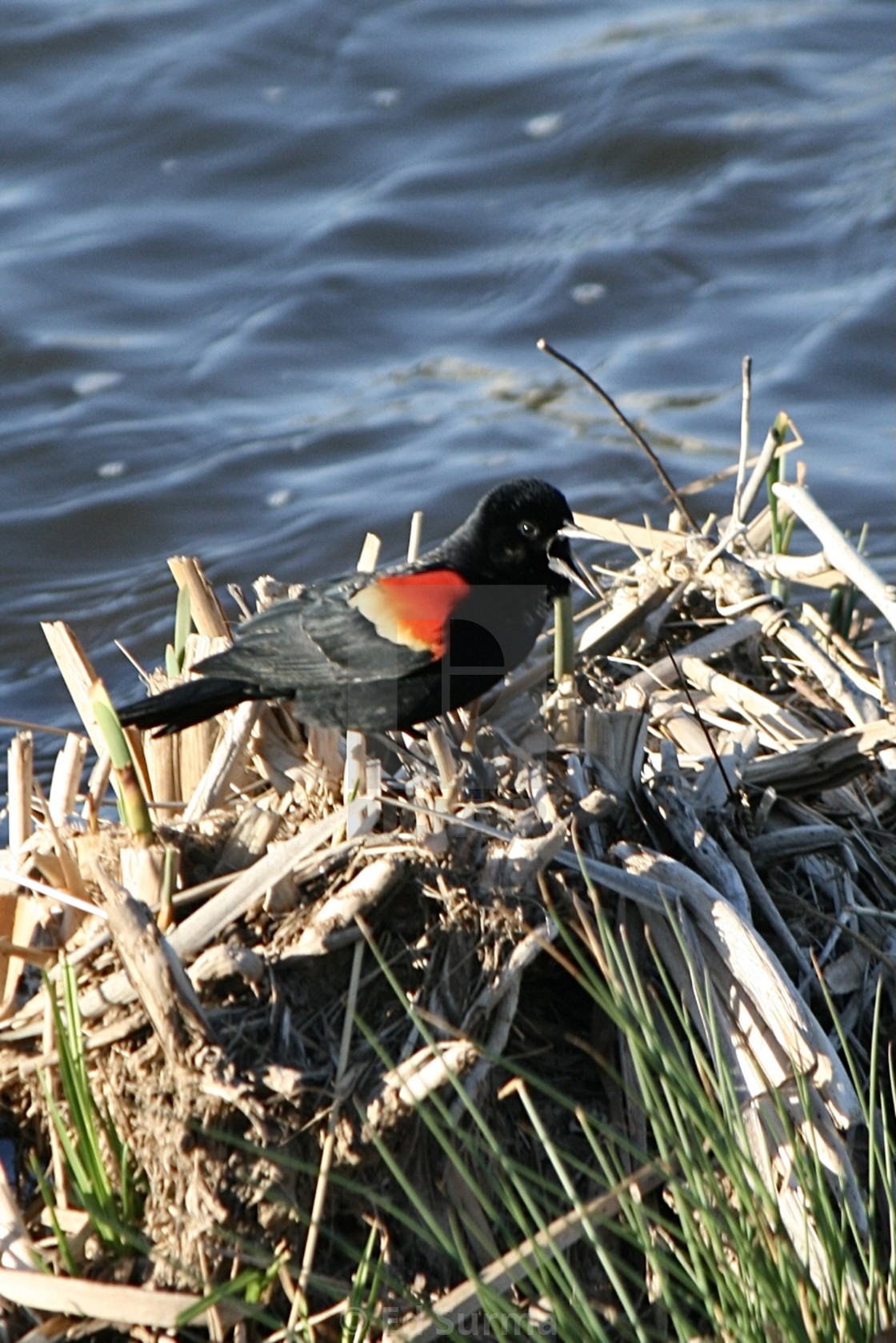 "Singing Red Winged Blackbird" stock image