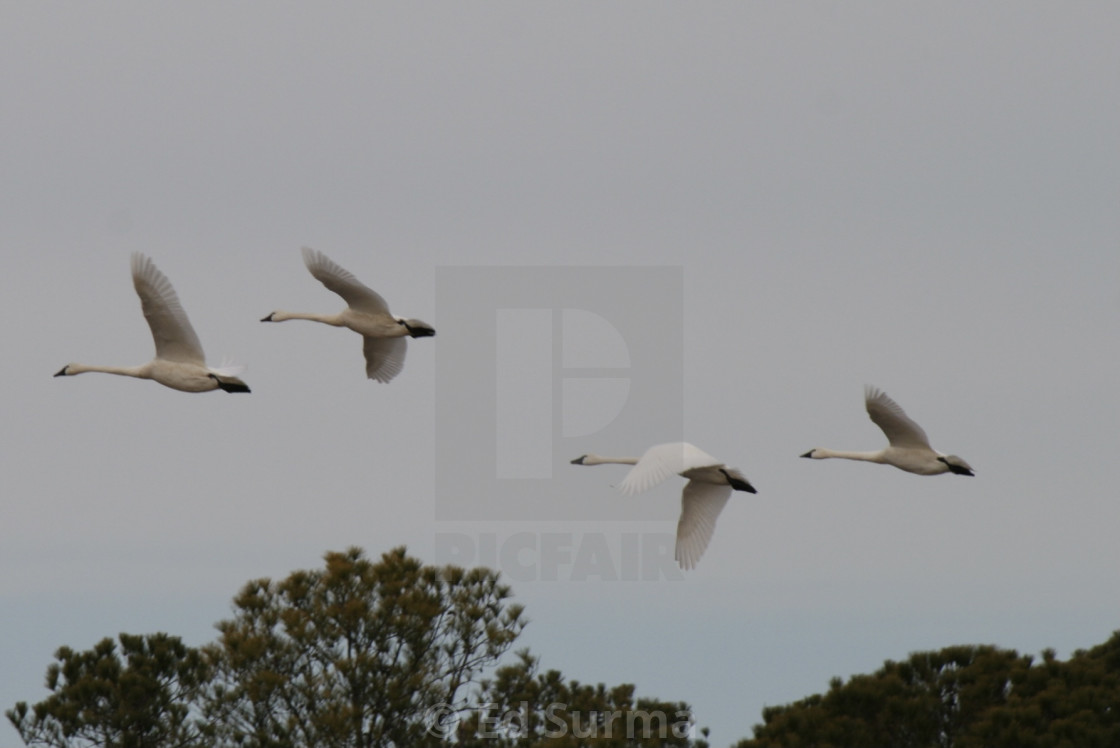 "Tundra Swans" stock image