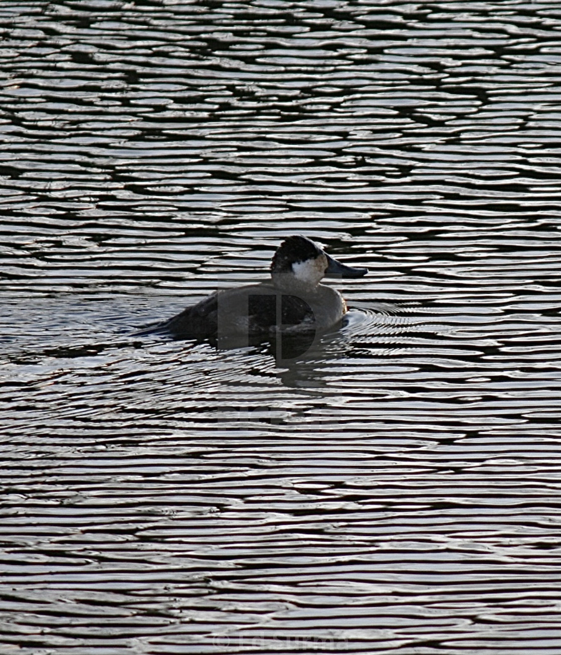 "Ruddy Duck on Morning Lake" stock image