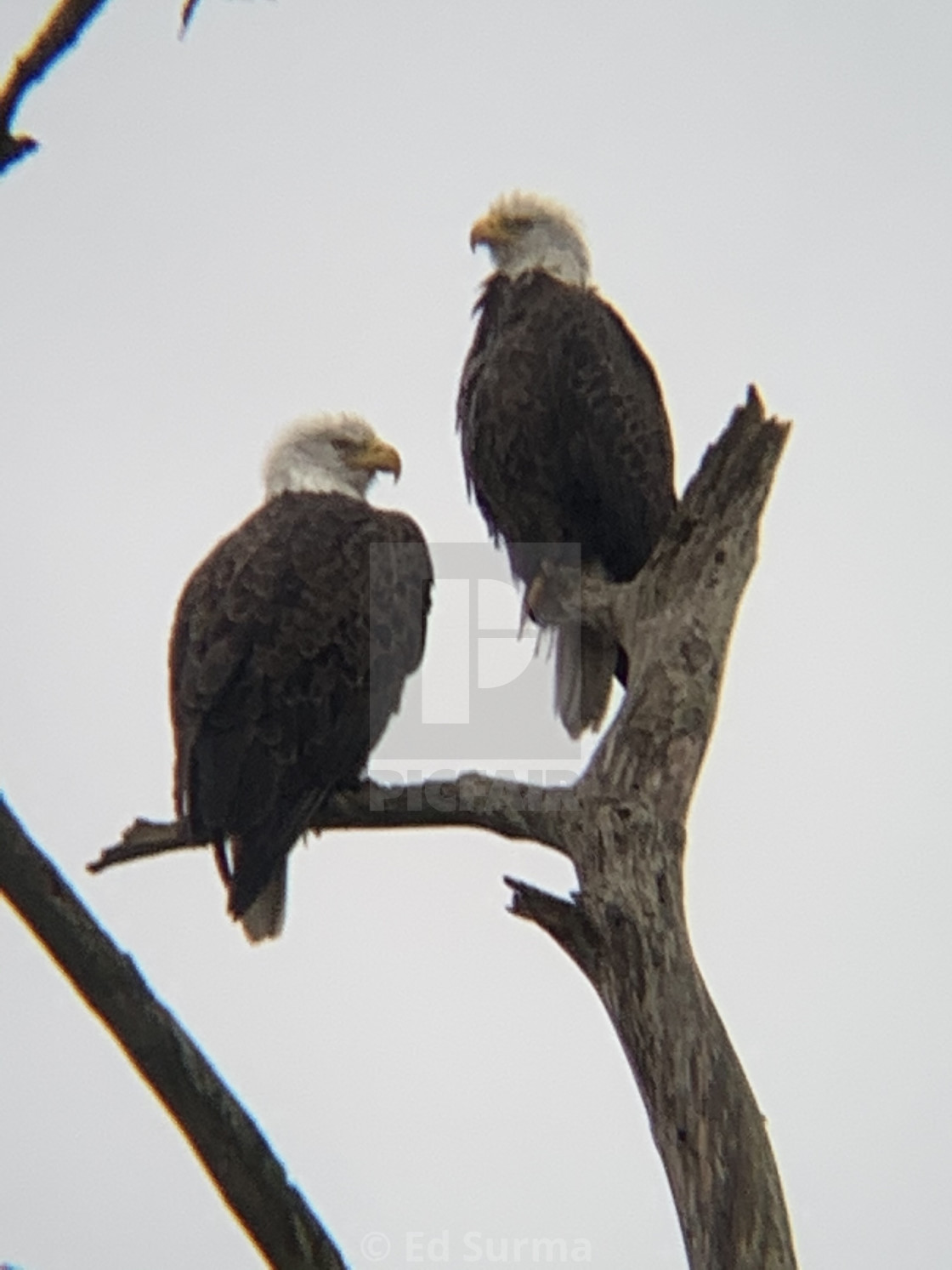 "Eagles on Rainy Morning" stock image